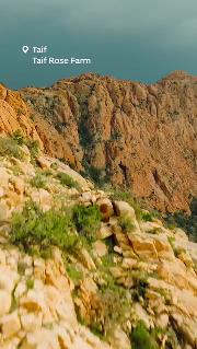 Step into a valley of fragrance in Taif, the city of roses. 