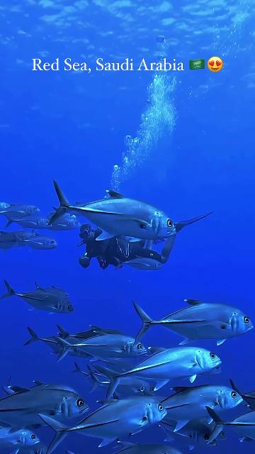 Explore the depths of the Red Sea and be surrounded by crystal clear waters, untouched coral reefs and abundant marine life